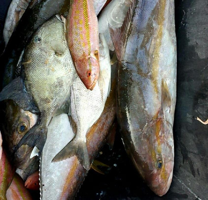 Island Fever Fishing Charters-迈尔斯堡海滩必去景点