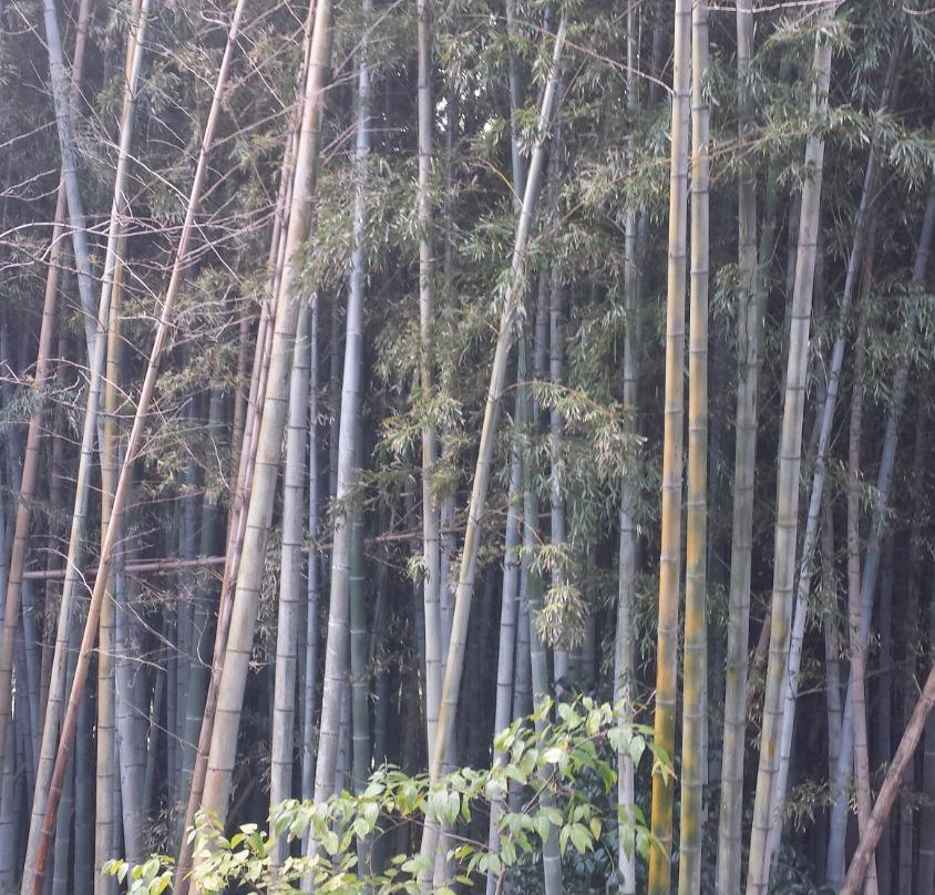 Meganeiwa-佐世保市必去景点