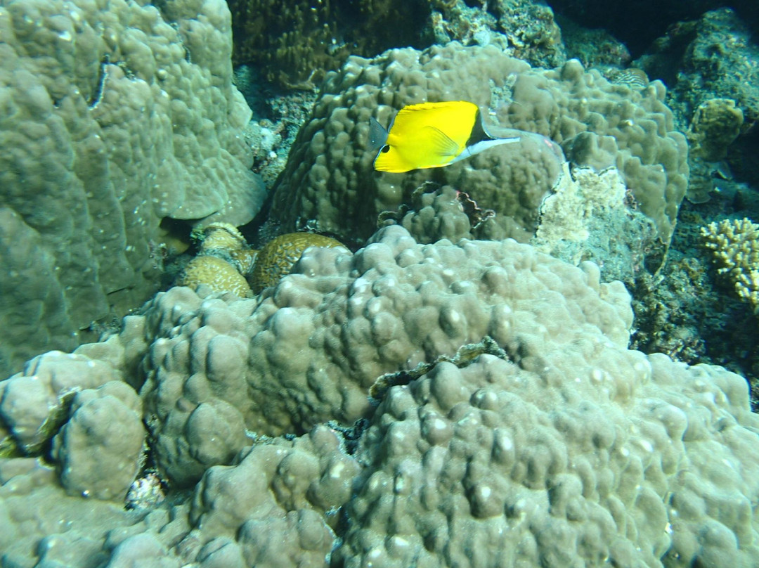 Anijima Seto Undersea Park-小笠原村必去景点
