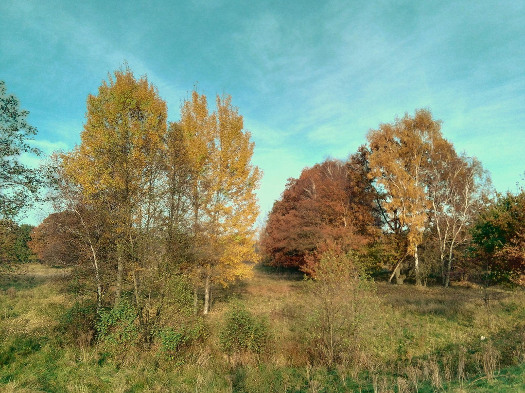 Naturschtuzgebiet Holtigbaum景点图片