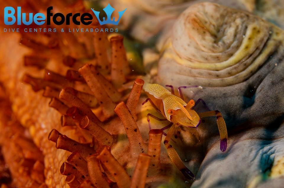 Blueforce Diving Nuweiba-努威巴必去景点