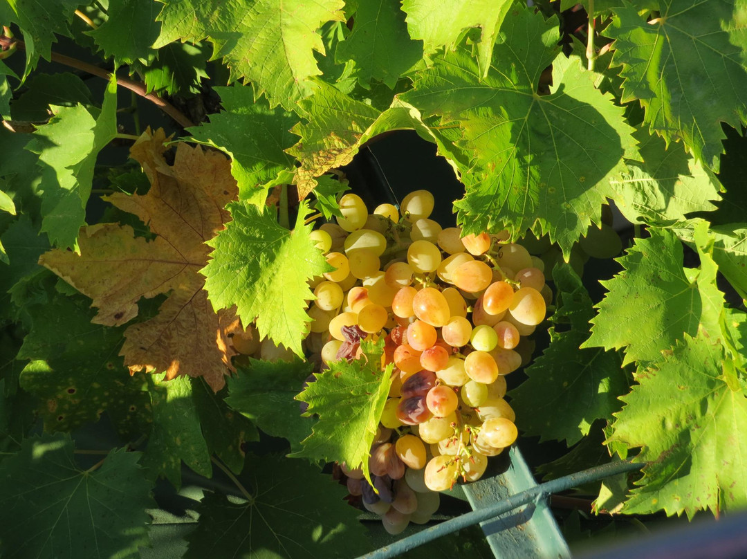 Guesthouse Slavka主图