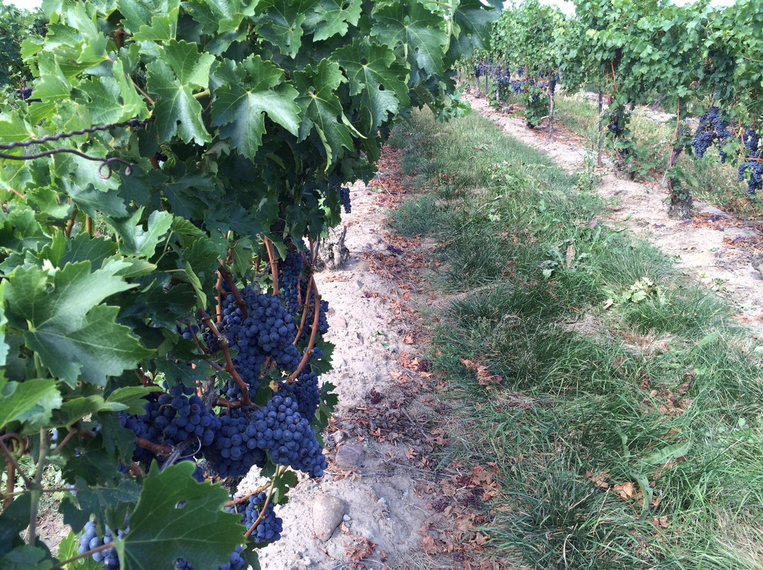 Niagara Getaway Wine Tours-滨湖尼亚加拉必去景点