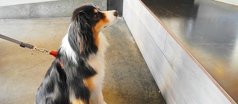 Culture Brewery & Tasting Room-索拉纳海滩必去景点