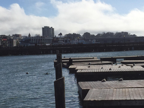 Sea Lion Center-旧金山必去景点