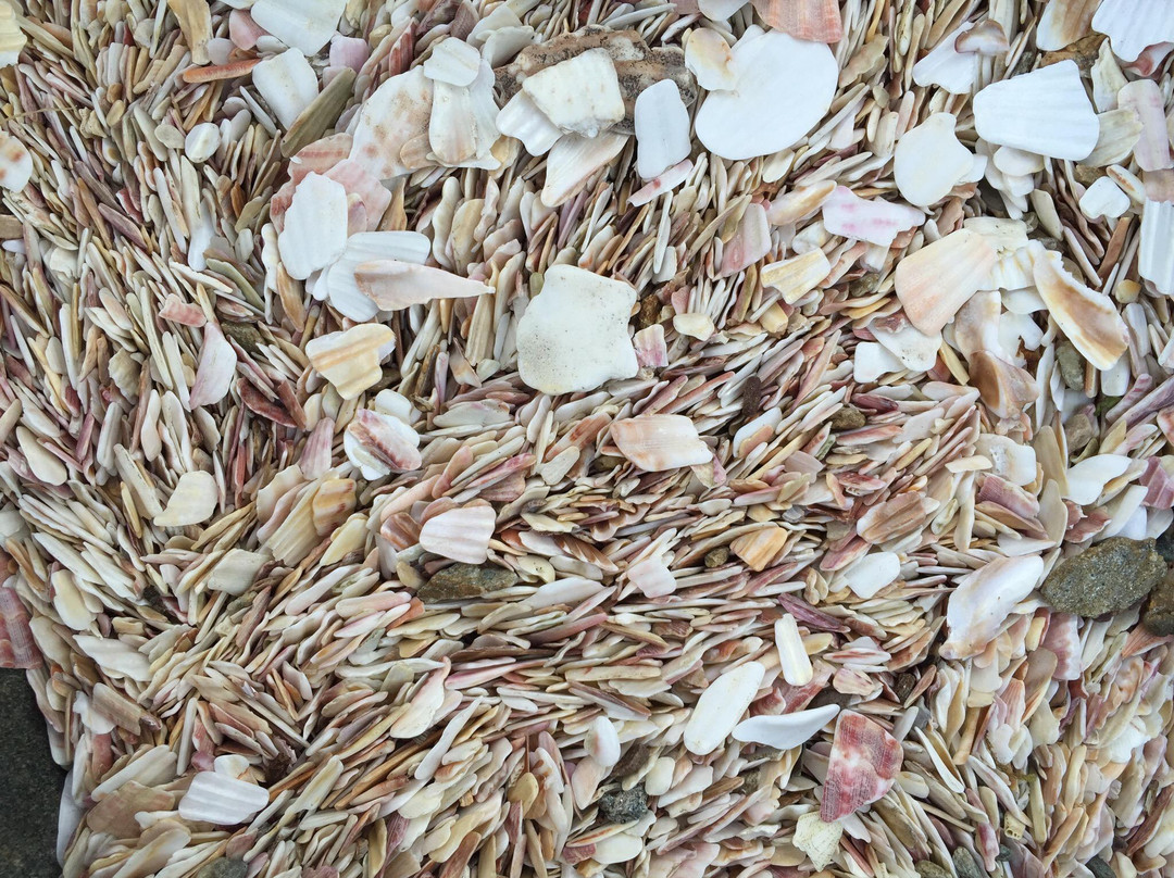 Shell Beach景点图片