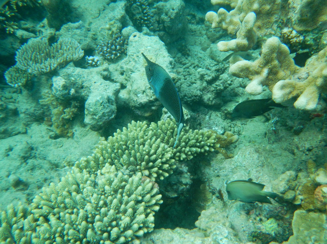 Cap'tain Némo-Mamoudzou必去景点