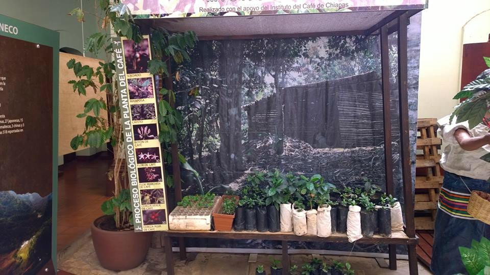 Museo del Café de Chiapas-图斯特拉古铁雷斯必去景点