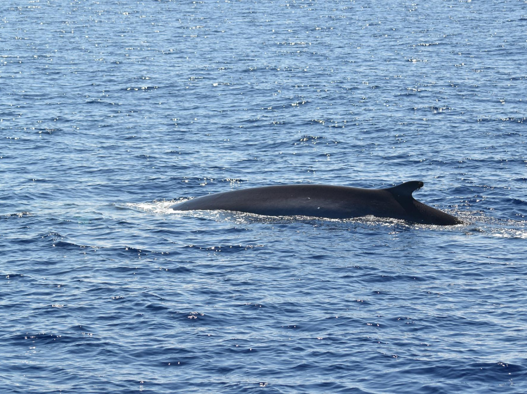 Whale Watch Azores-奥尔塔必去景点