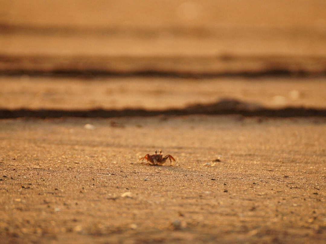 Playa Chinchorro-阿里卡必去景点