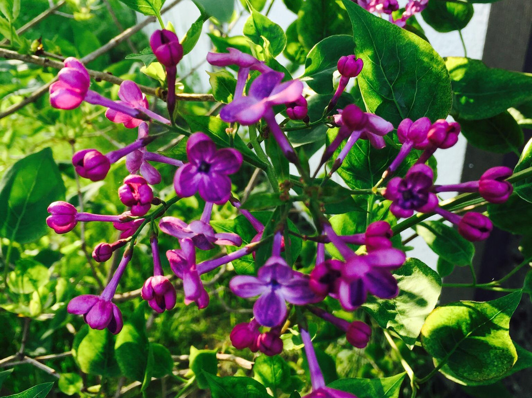 Eider House Bed & Breakfast主图