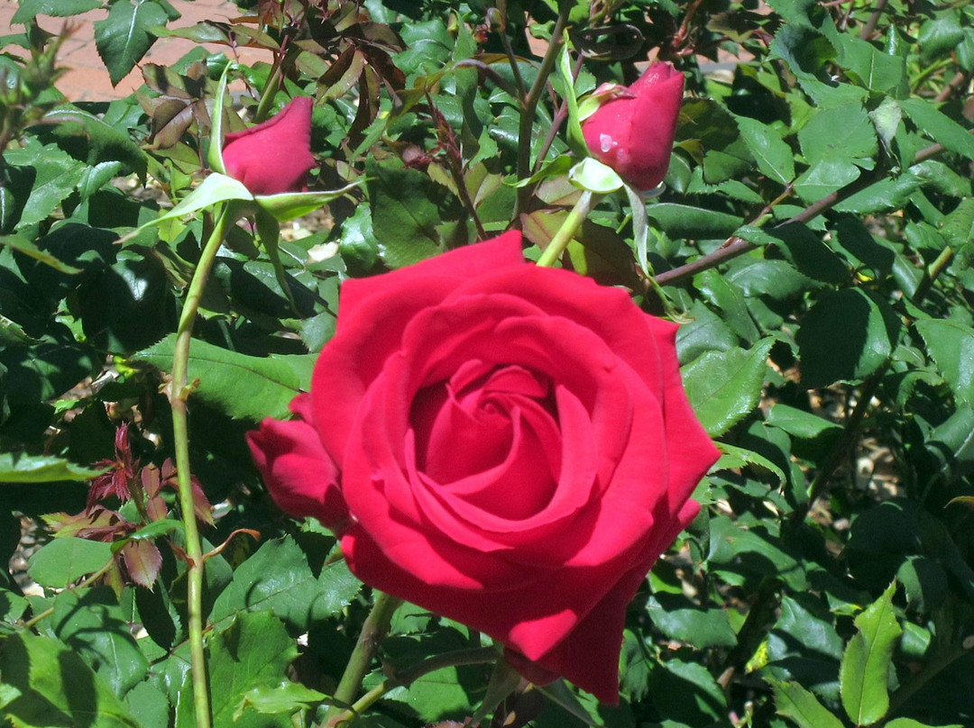 Central Park-圣马特奥必去景点