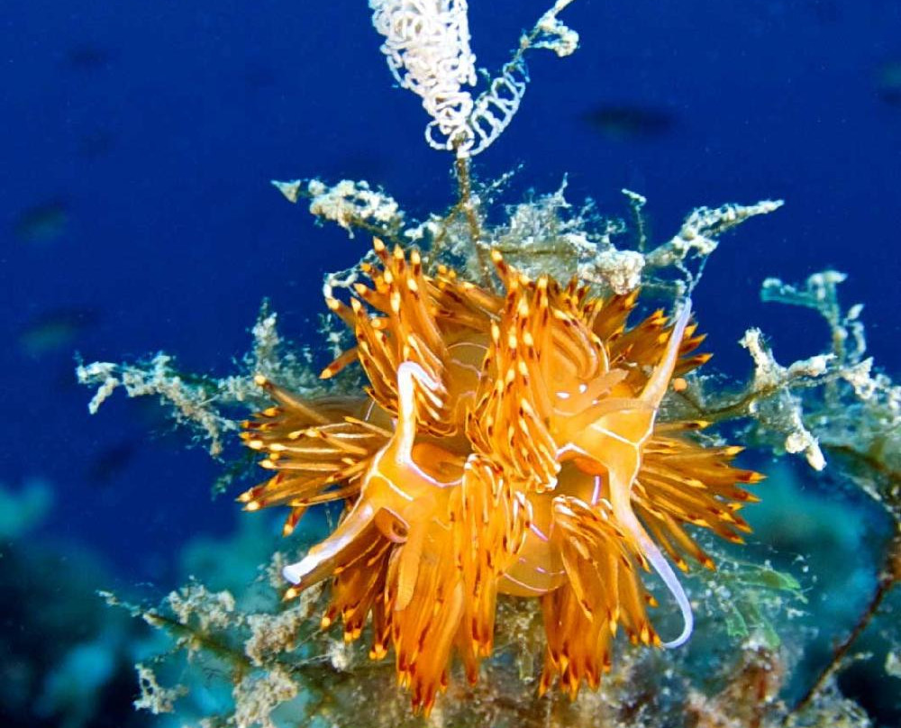 Pianeta Blu Diving Center-文蒂米利亚必去景点