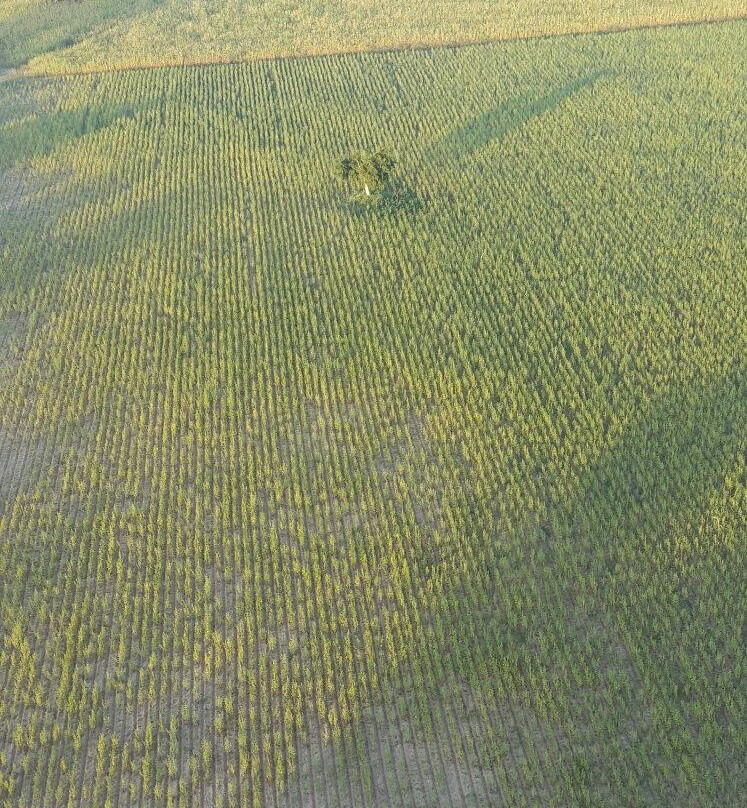 Golden Eagle Ballooning Myanmar-蒲甘必去景点