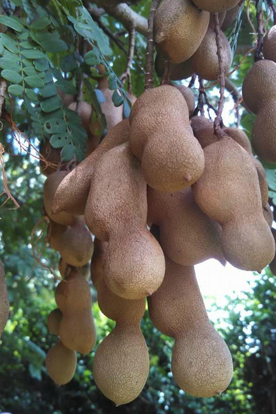 Kauai Kunana Dairy Farm Tour-基拉韦厄必去景点