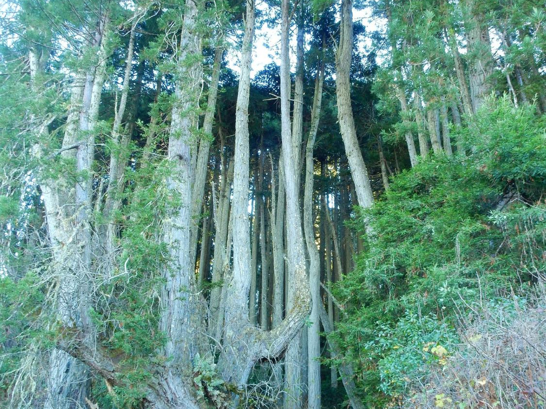 Pomo Canyon Trail景点图片
