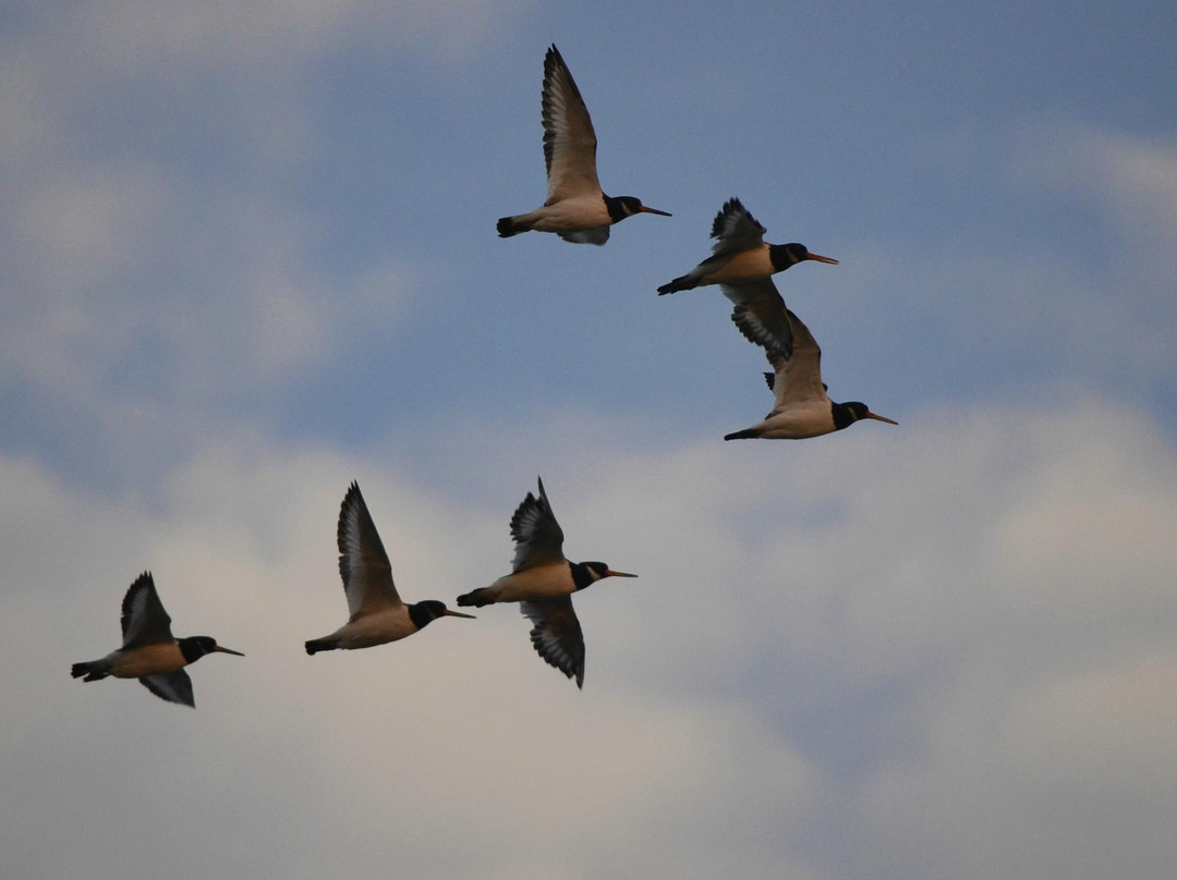 RSPB Snettisham景点图片
