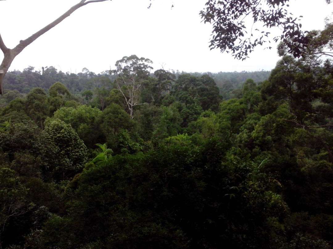 Bangkirai Hill Nature Tourism-巴厘巴板必去景点