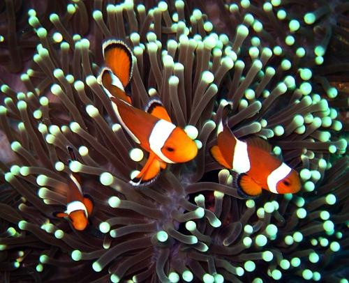 La Salangane Dive Center-爱妮岛必去景点