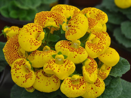 北京世界花卉大观园-北京市必去景点