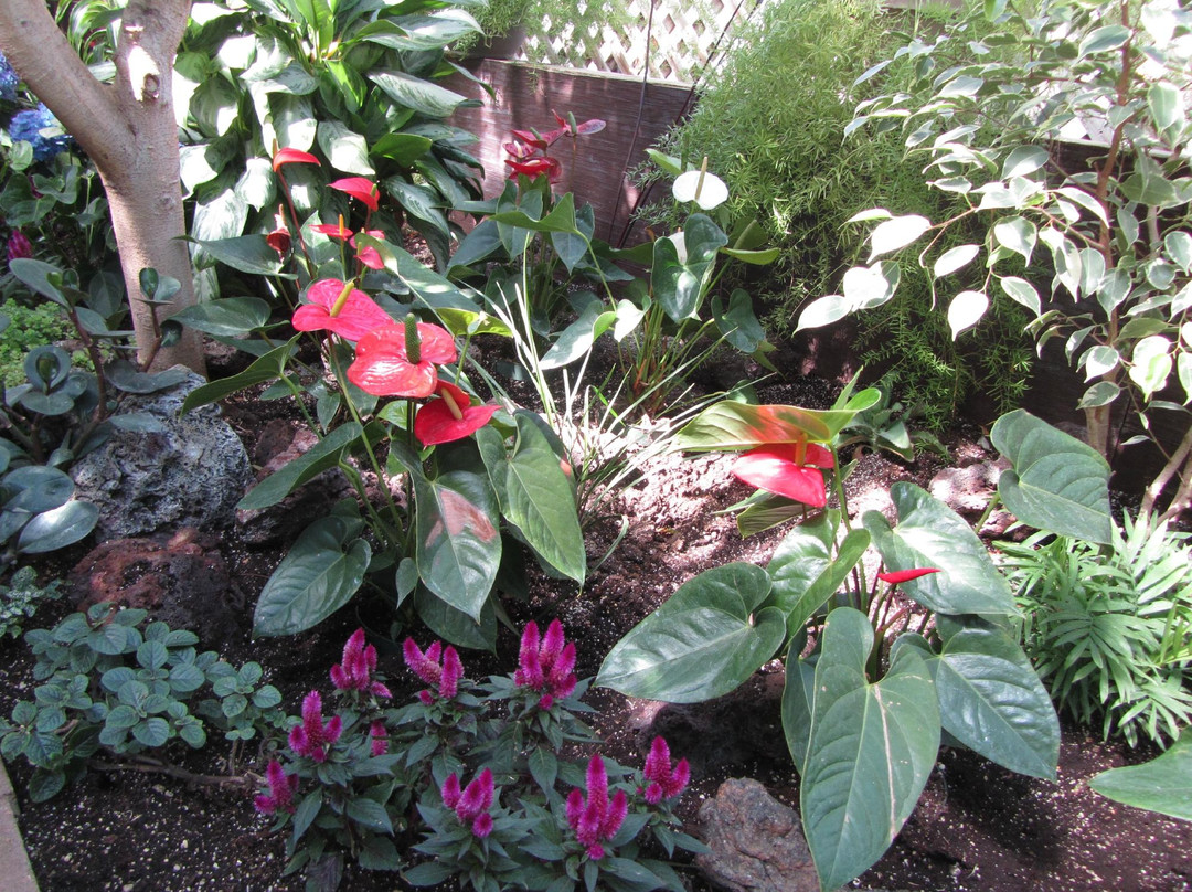 Regina Floral Conservatory-里贾纳必去景点