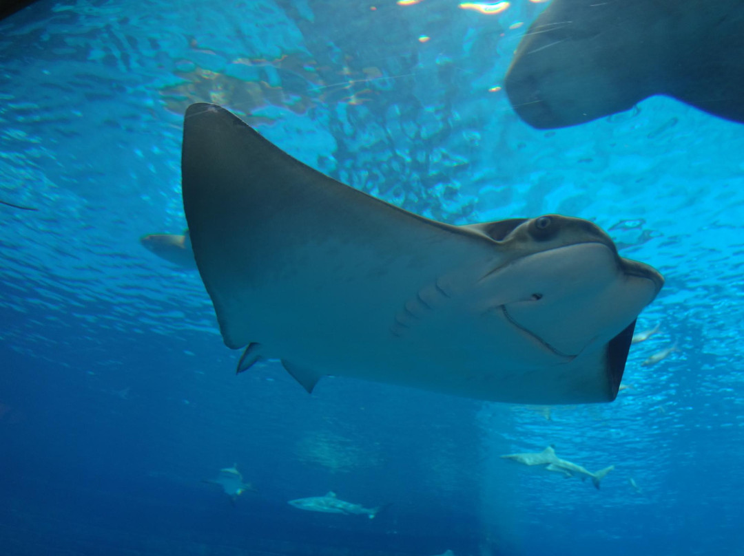 失落的密室水族馆-迪拜必去景点