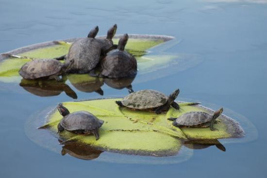 Bayou Terrebonne Waterlife Museum景点图片