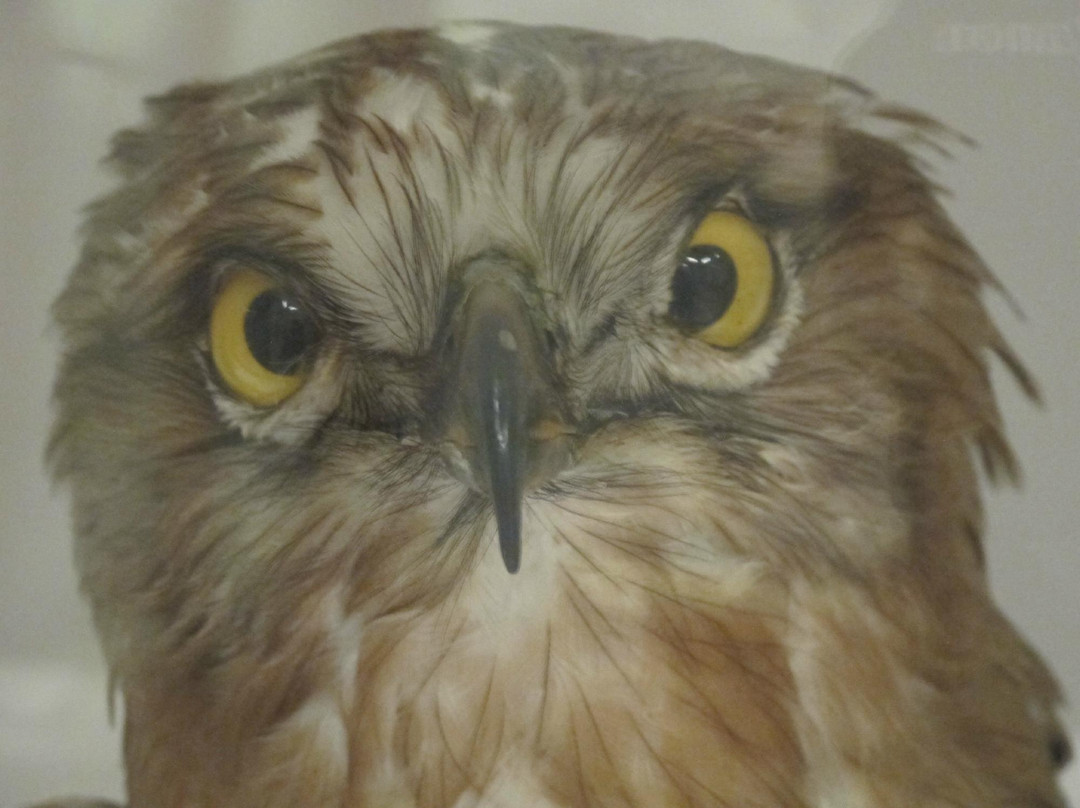 Museo di Storia Naturale - La Specola-佛罗伦萨必去景点