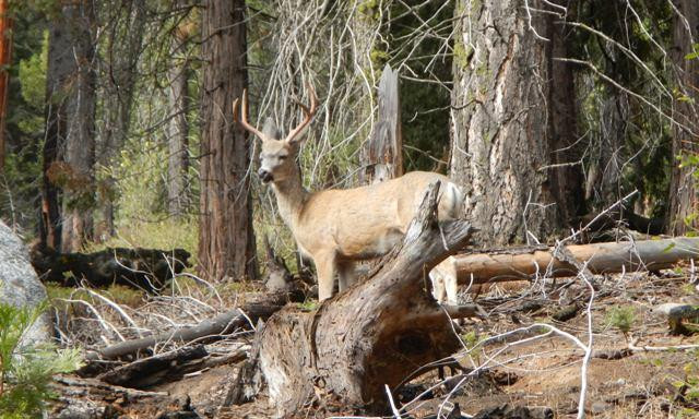 Mineral King Valley-红杉&国王峡谷国家公园必去景点