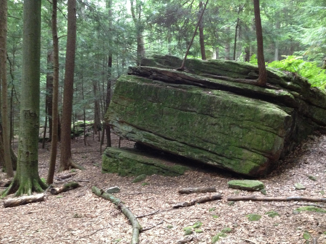 Cook Forest State Park景点图片