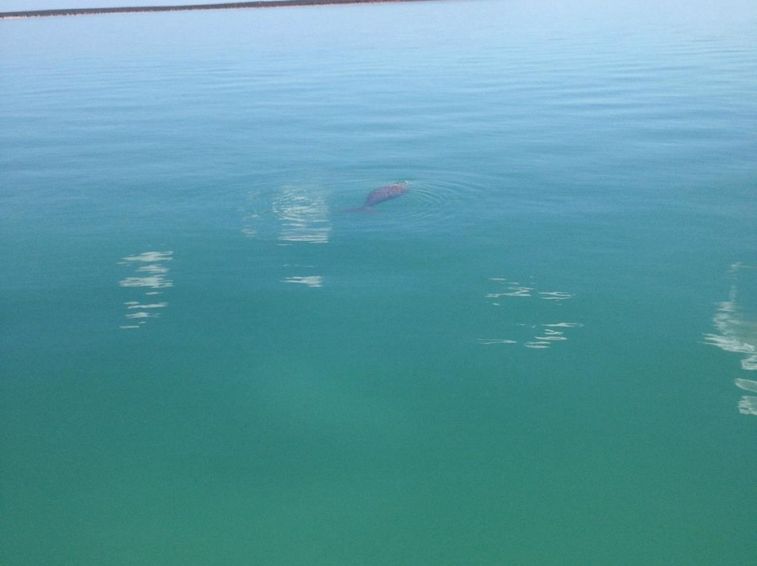 Shark Bay Coaches and Tours-德纳姆必去景点