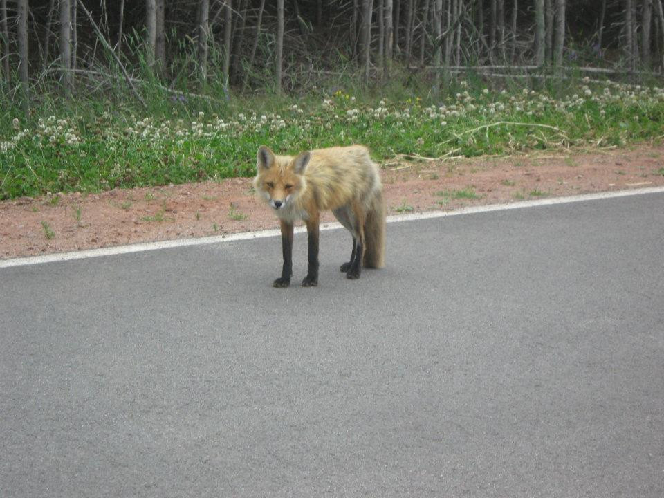 Rusty Rover Tours-夏洛特镇必去景点