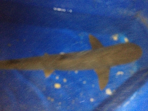 太平洋海底世界博览馆-北京市必去景点