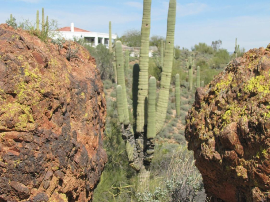 Fountain Hills Botanical Garden-Fountain Hills必去景点