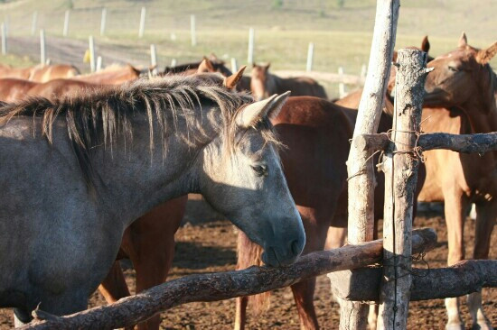 坝上红山军马场-围场县必去景点