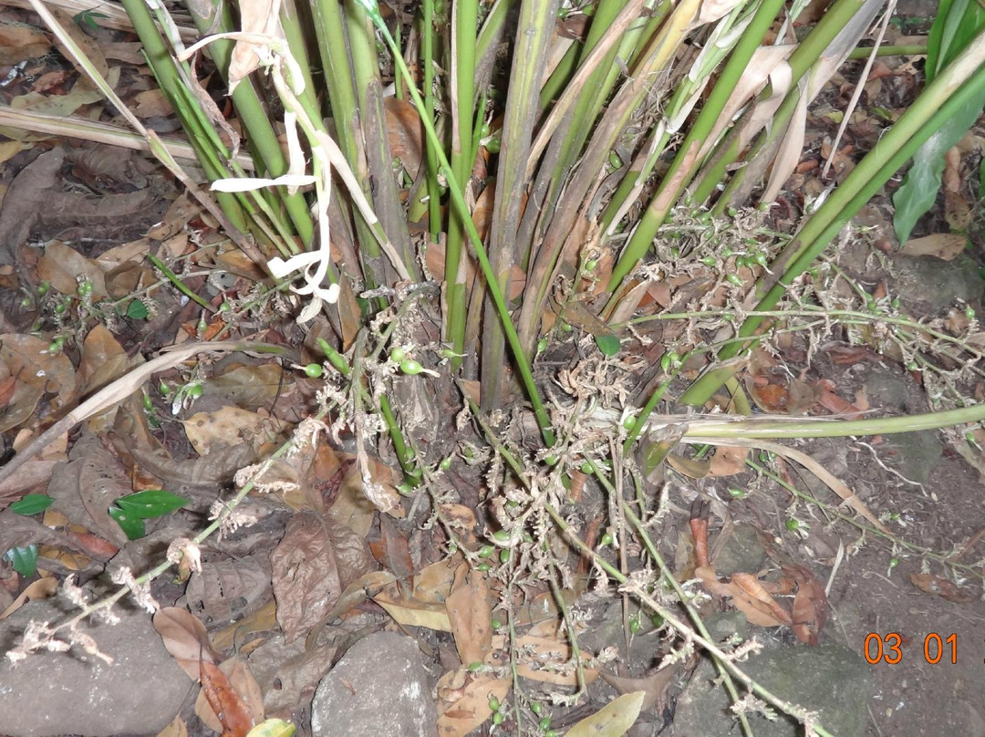 Fun Forest Adventure Park-慕那尔必去景点