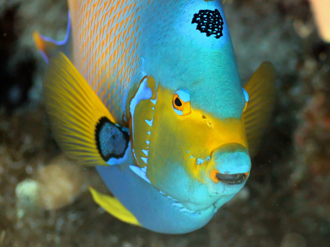 Bottom Time Divers-考祖梅必去景点