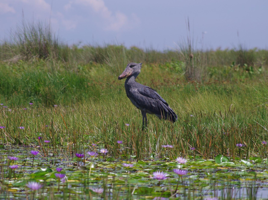 World Birding Center-Mission必去景点