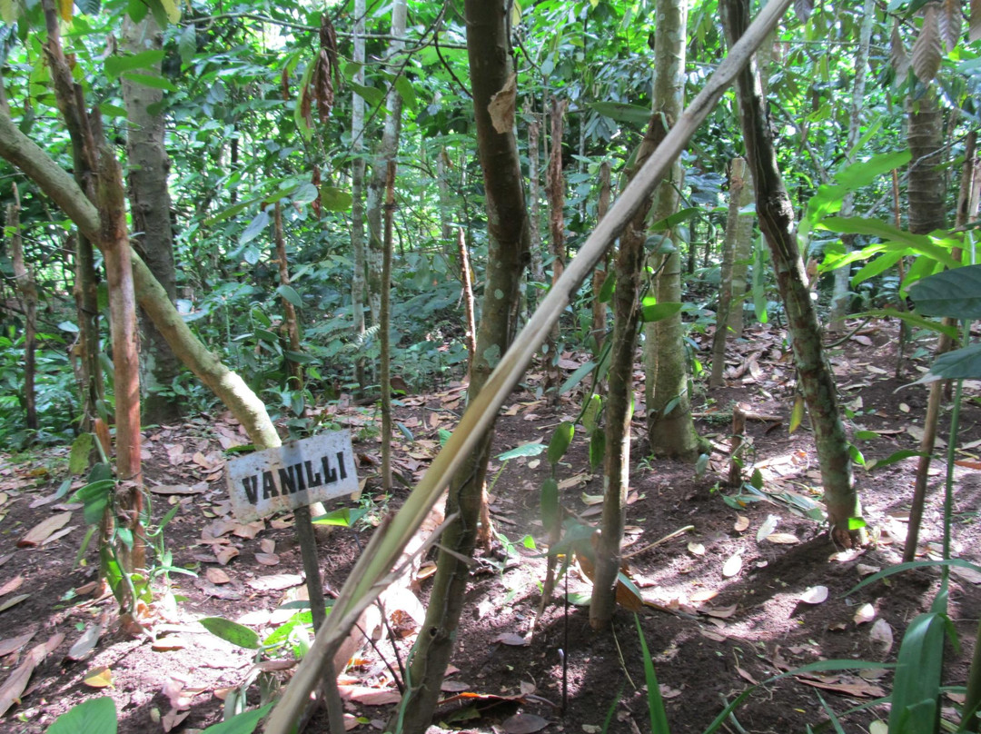 Luwak Civet Coffee Farm-金塔马尼必去景点