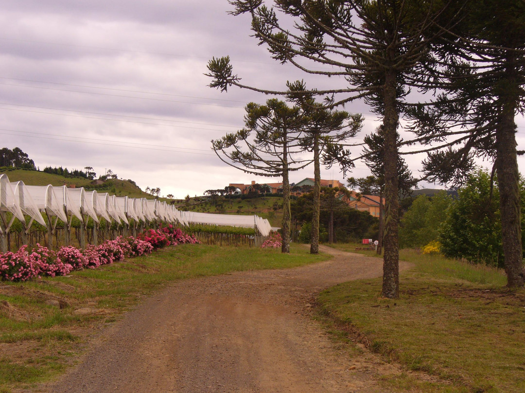 Villa Francioni-Sao Joaquim必去景点
