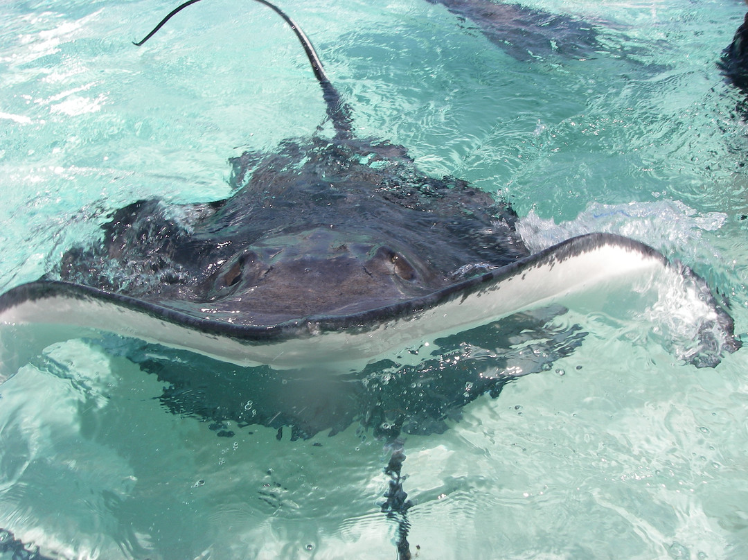 Stingray Sailing-大开曼岛必去景点