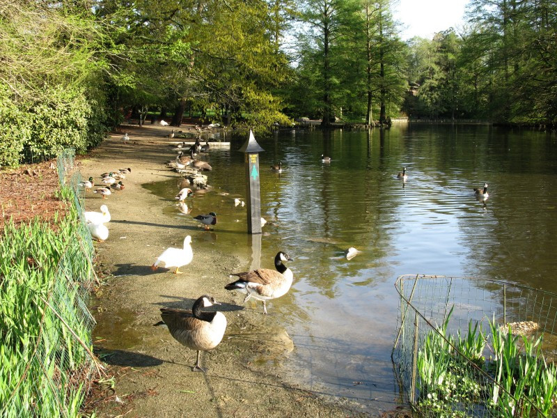 Swan Lake Iris Gardens景点图片