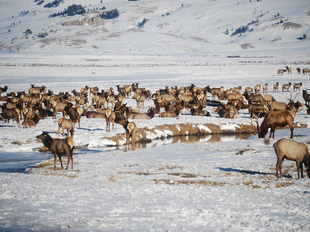 国家麋鹿保护区-杰克逊必去景点
