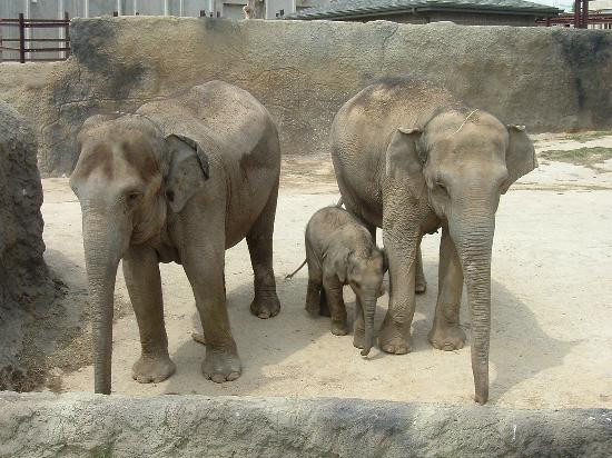 Dickerson Park Zoo-斯普林菲尔德必去景点