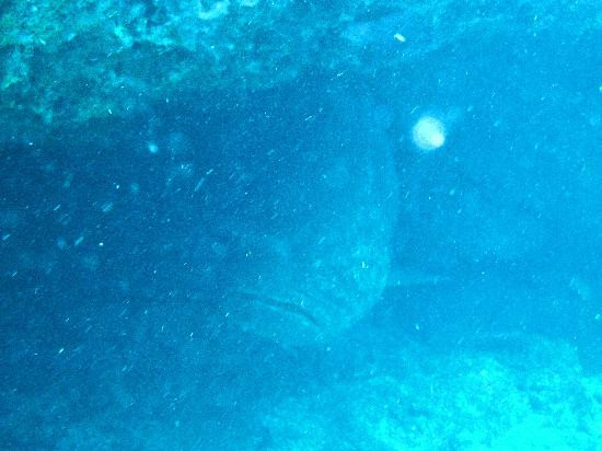 Rainbow Reef Dive Center-拉哥岛必去景点