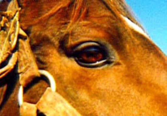 Old Friends at Dream Chase Farm-Georgetown必去景点