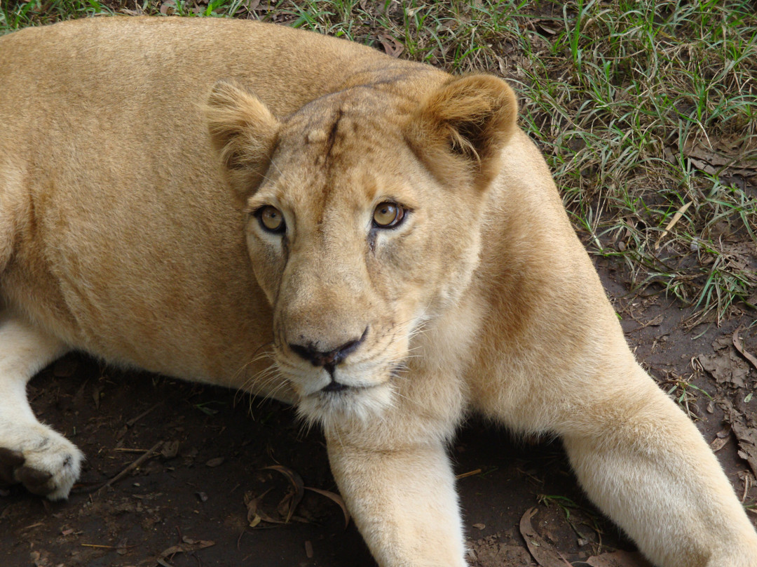 Neyyar Wild Life Sanctuary景点图片