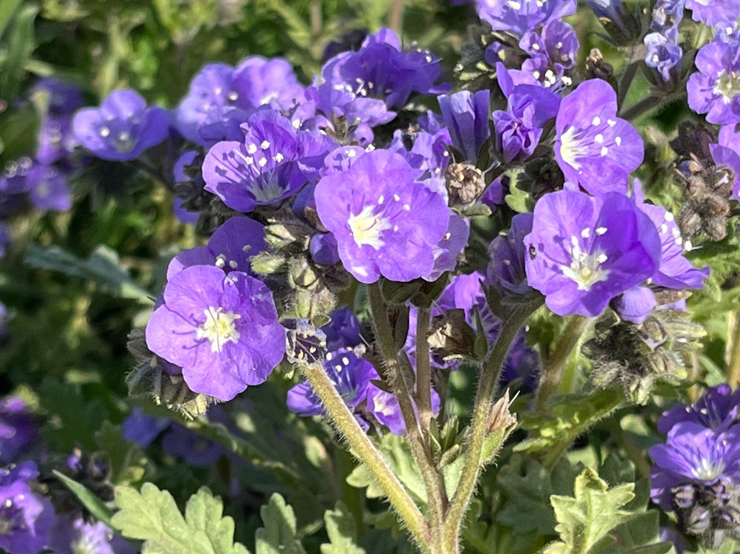 Carrizo Plain National Monument-Maricopa必去景点