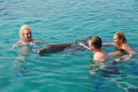 Dolphin Academy Curacao-威廉斯塔德必去景点