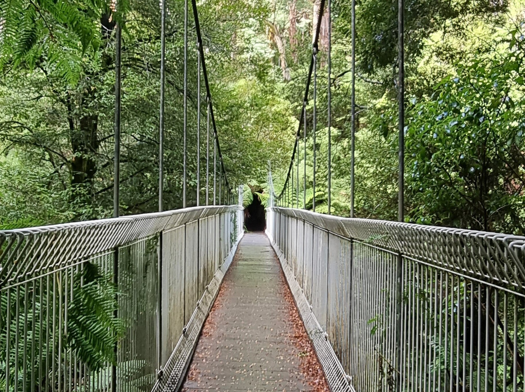 Tarra Bulga National Park景点图片